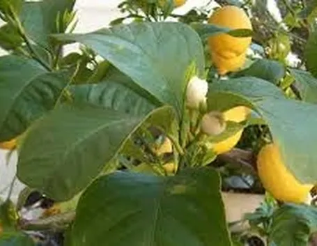 malattie del ficus elastica-6