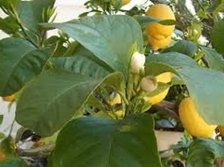 malattie del ficus elastica-6