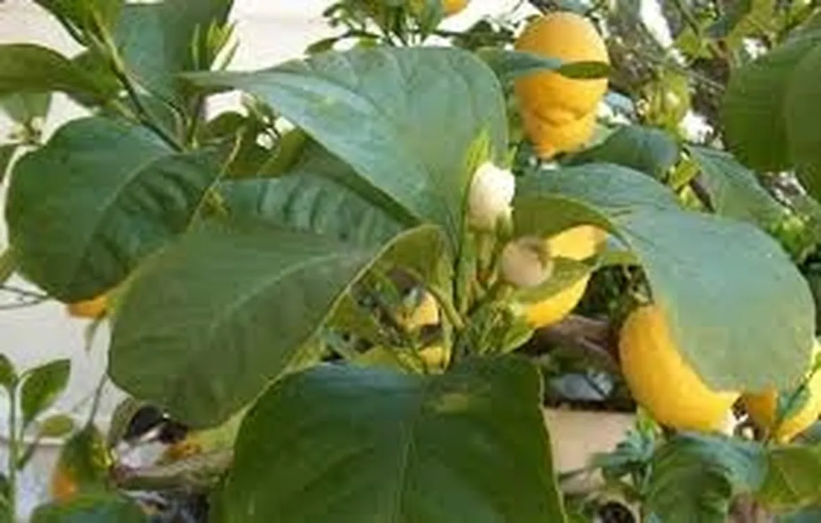 malattie del ficus elastica-6