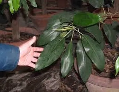 malattie del ficus elastica