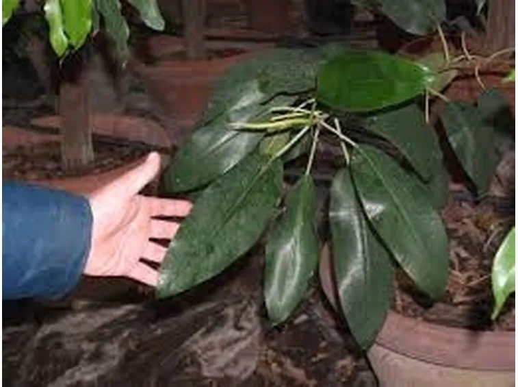 malattie del ficus elastica