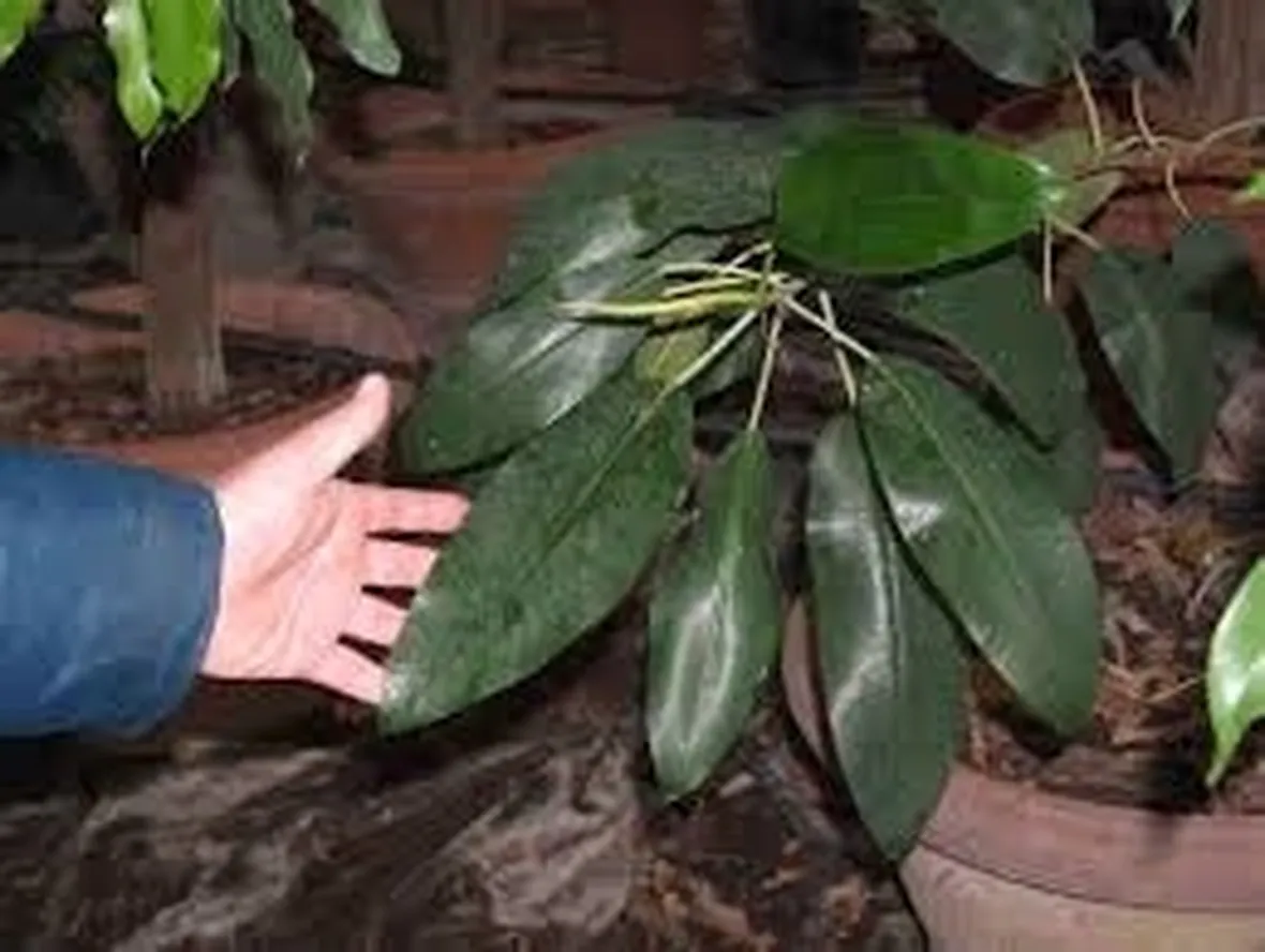 malattie del ficus elastica