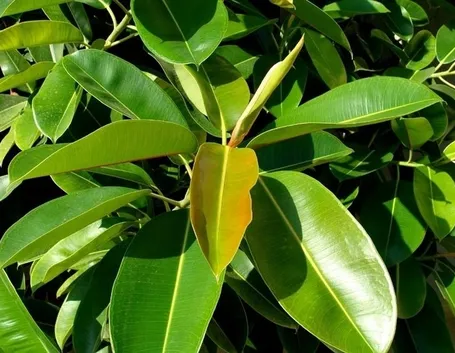 potare il ficus elastica-2