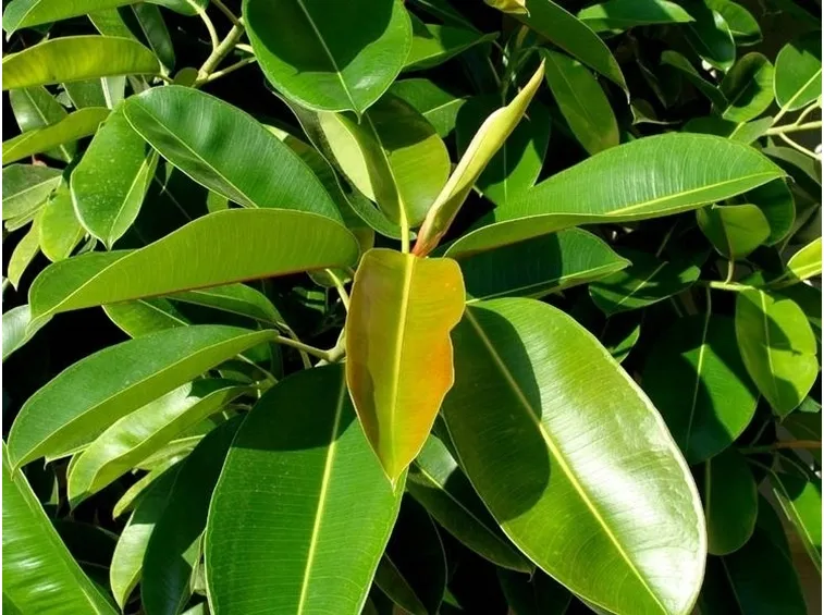 potare il ficus elastica-2