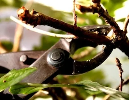 potare il ficus elastica-3