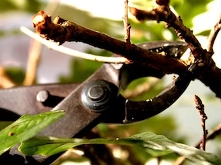 potare il ficus elastica-3