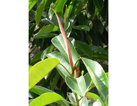 potare il ficus elastica-4