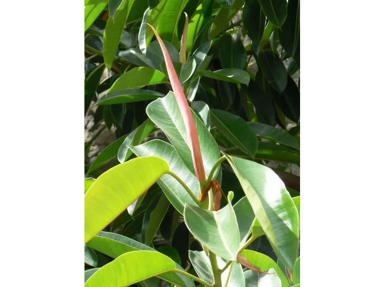 potare il ficus elastica-4