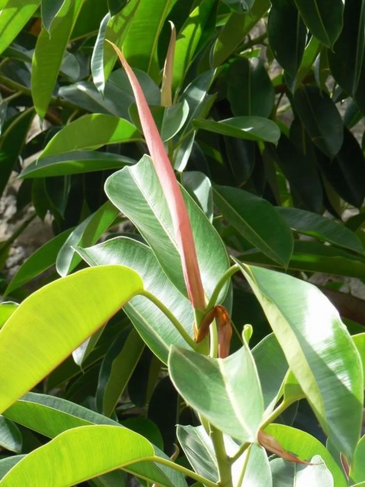 potare il ficus elastica-4