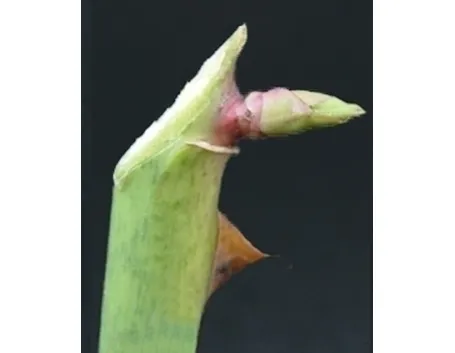 potare il ficus elastica-5