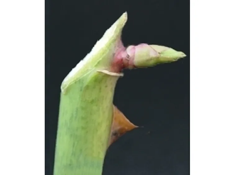 potare il ficus elastica-5