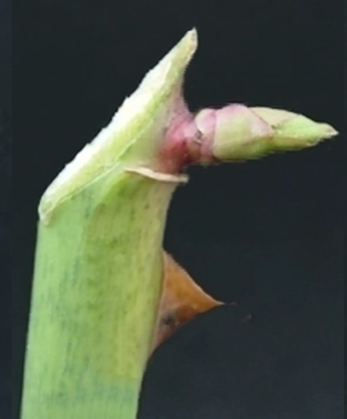 potare il ficus elastica-5
