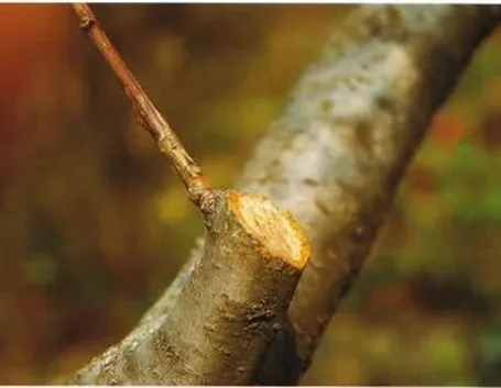 potare il ficus elastica-6