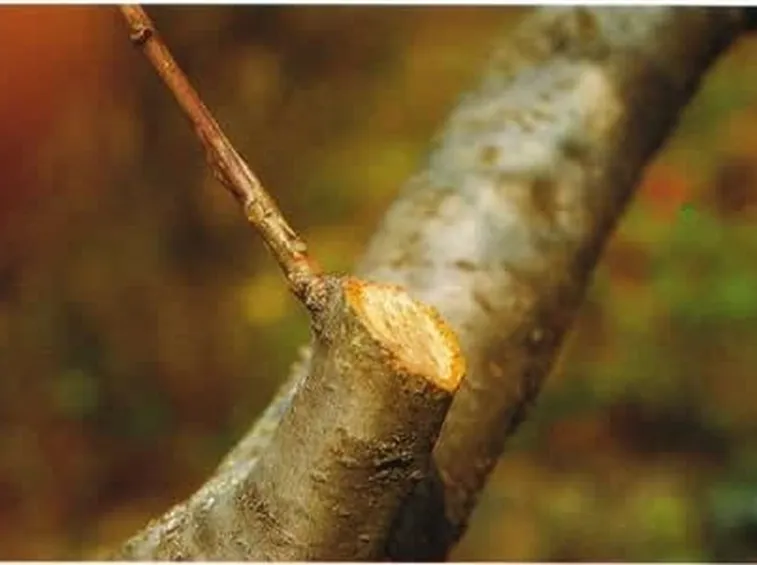 potare il ficus elastica-6