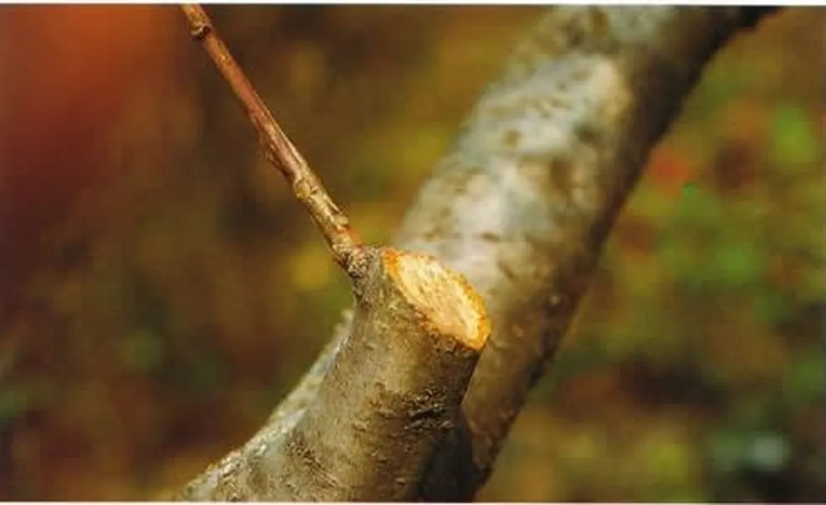 potare il ficus elastica-6