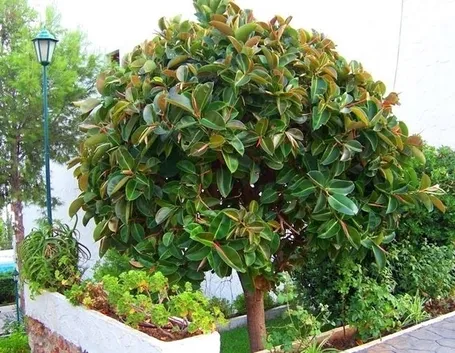 potare il ficus elastica-7