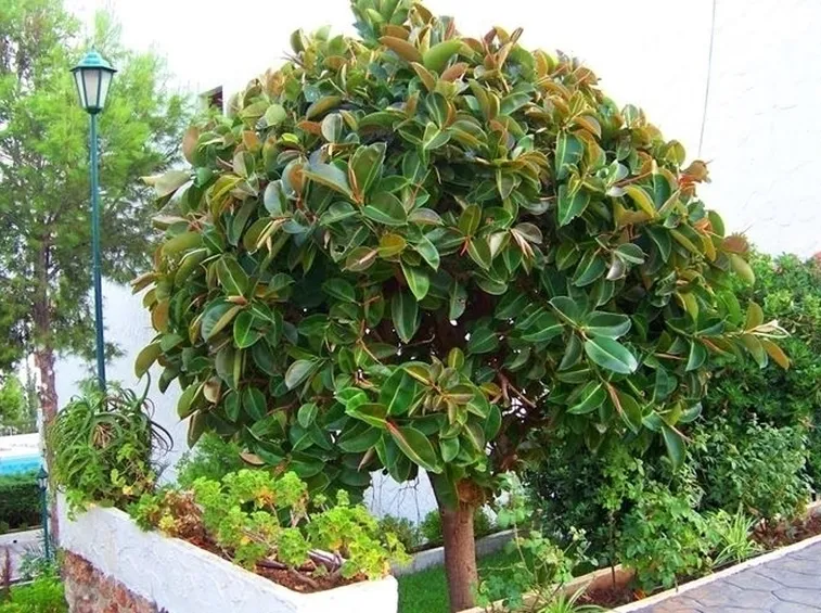 potare il ficus elastica-7