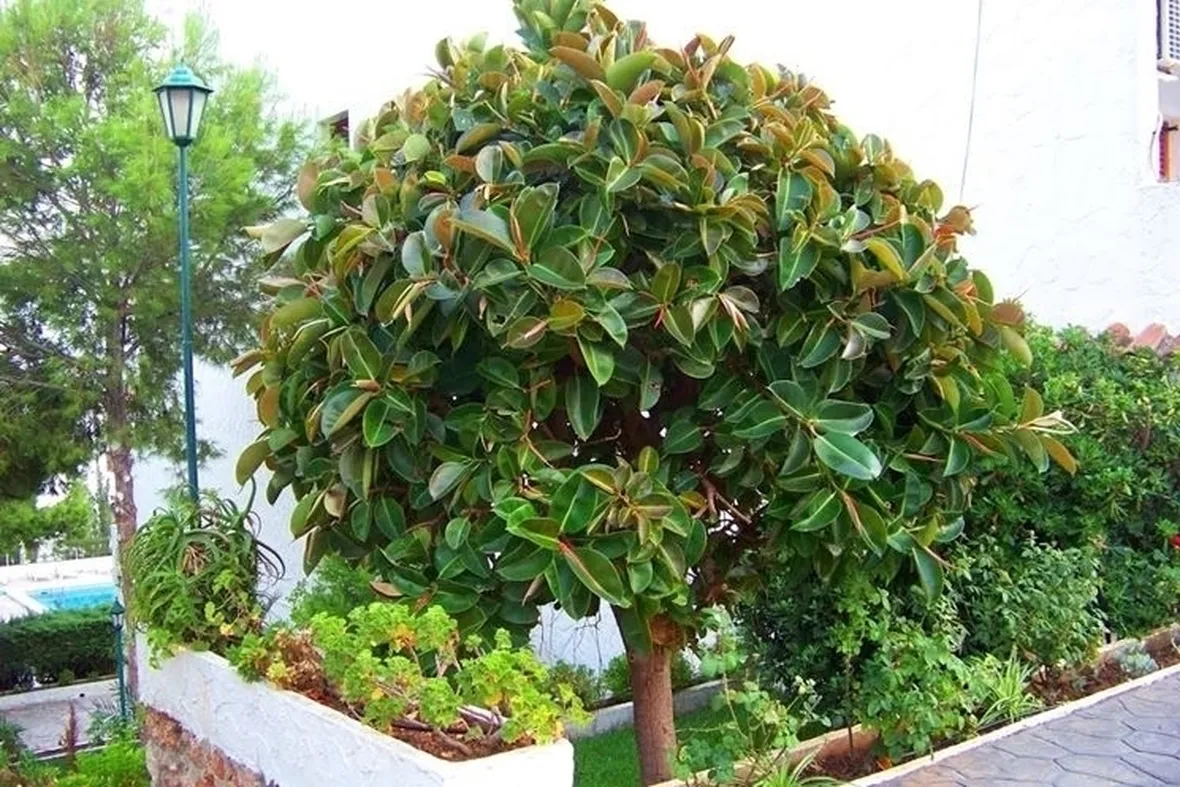potare il ficus elastica-7