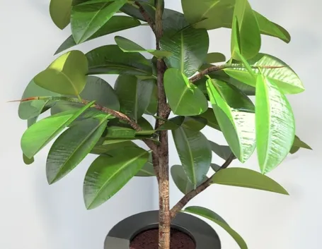 potare il ficus elastica-9