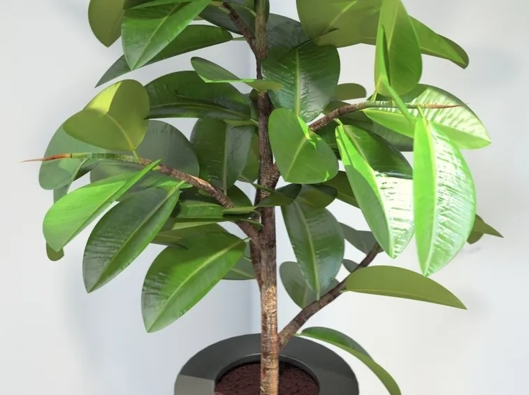 potare il ficus elastica-9