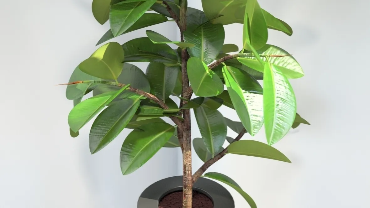 potare il ficus elastica-9
