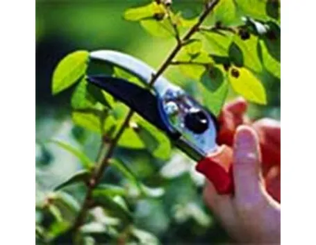 potare il ficus elastica