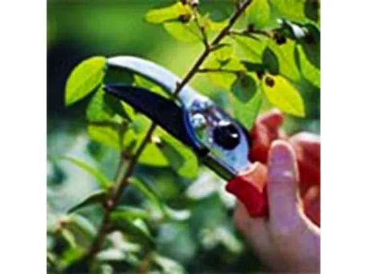 potare il ficus elastica