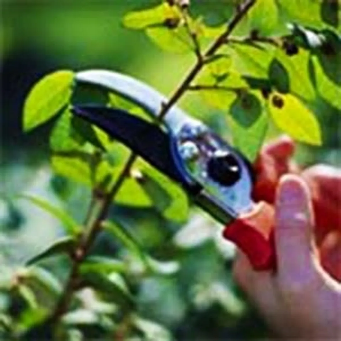 potare il ficus elastica