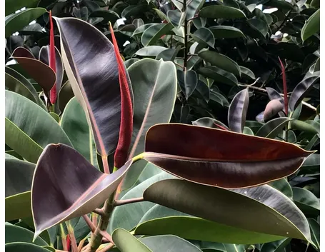 talea del ficus elastica