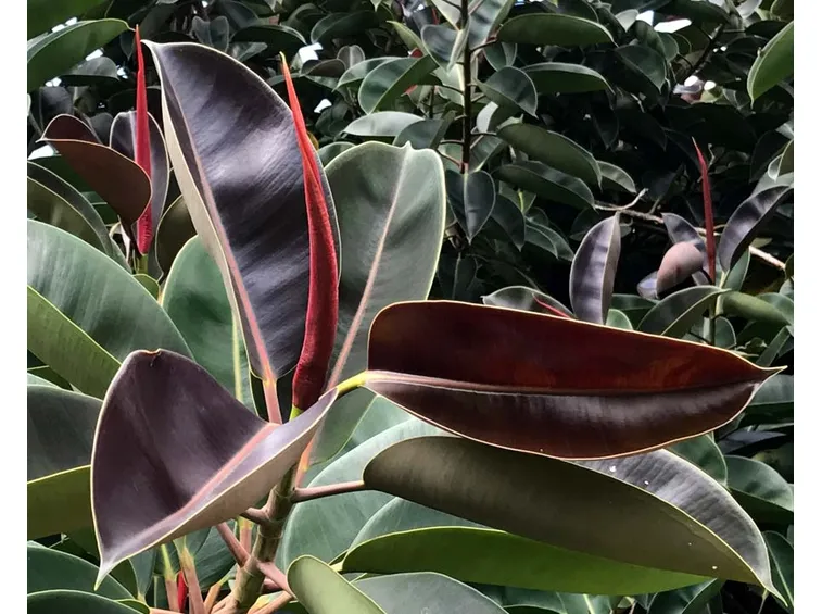 talea del ficus elastica