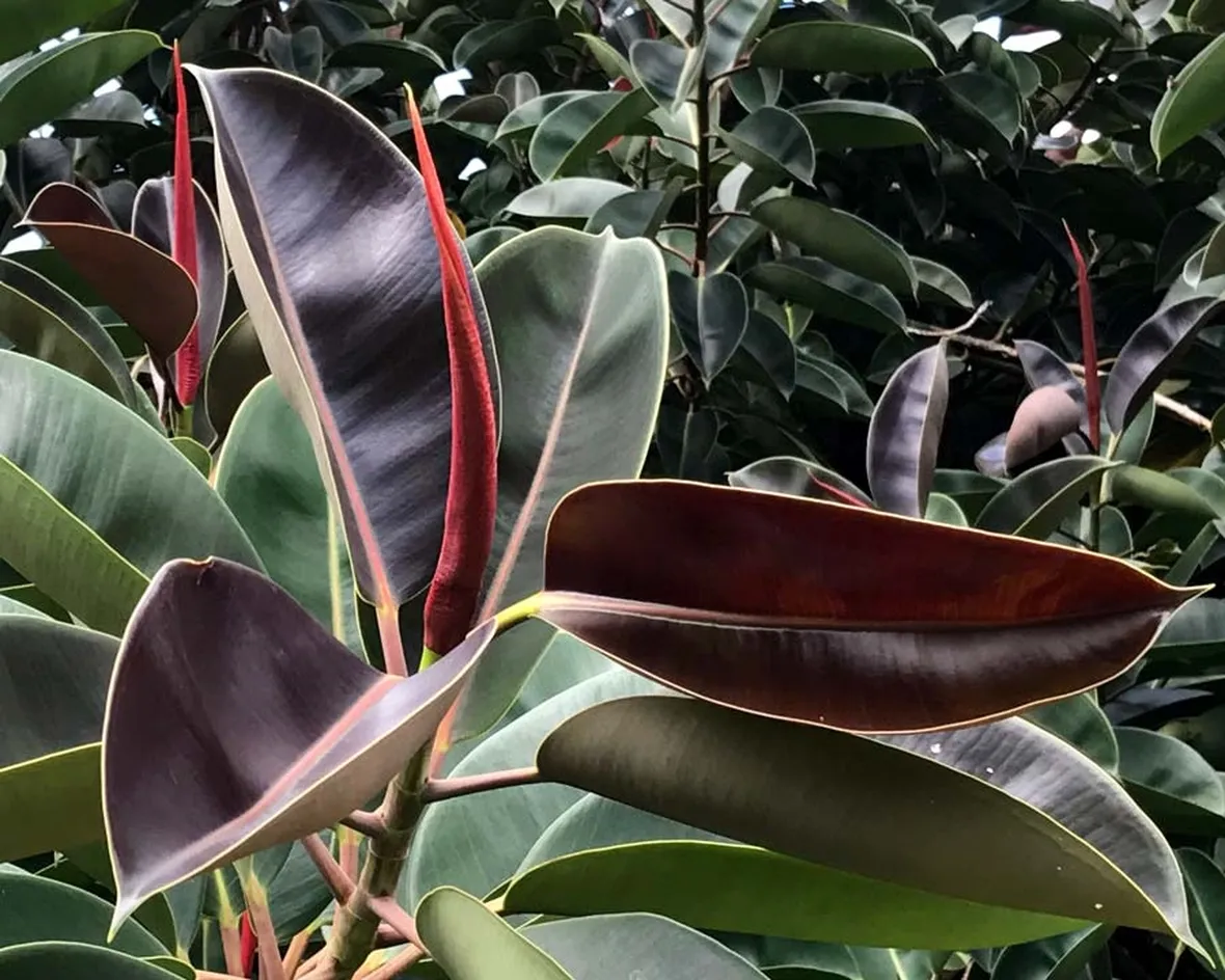talea del ficus elastica