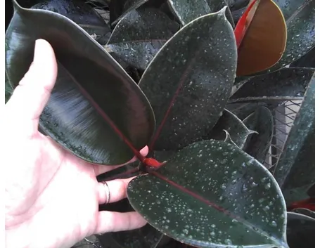 talea del ficus elastica