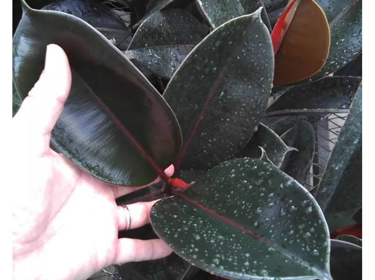 talea del ficus elastica