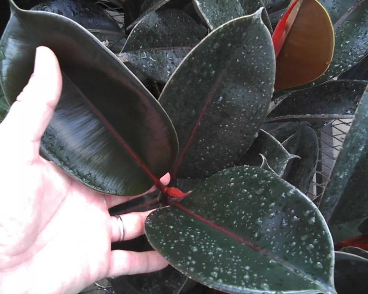 talea del ficus elastica