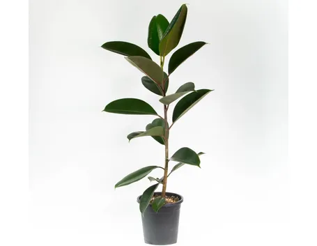 talea del ficus elastica