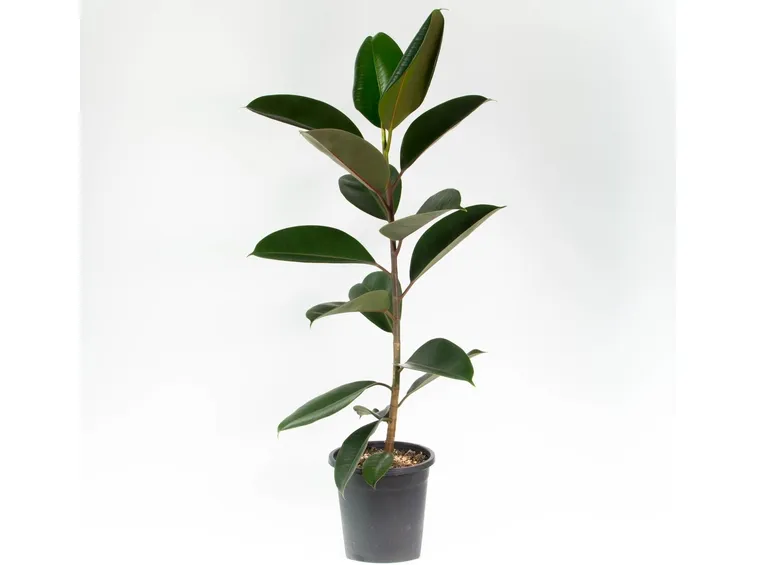 talea del ficus elastica