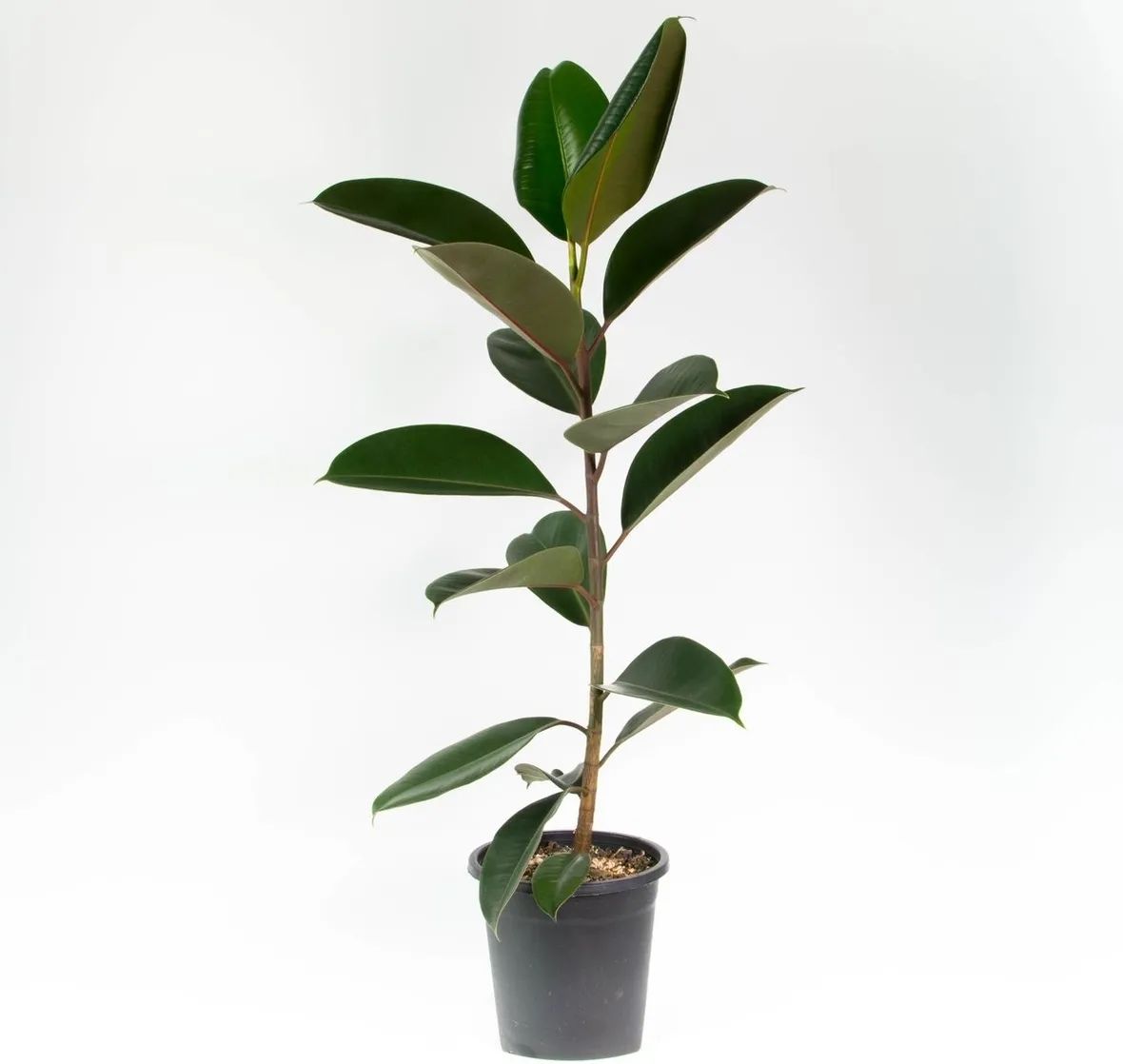 talea del ficus elastica
