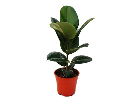 talea del ficus elastica