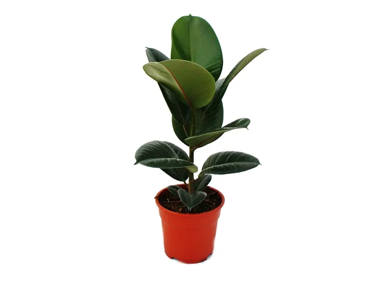talea del ficus elastica