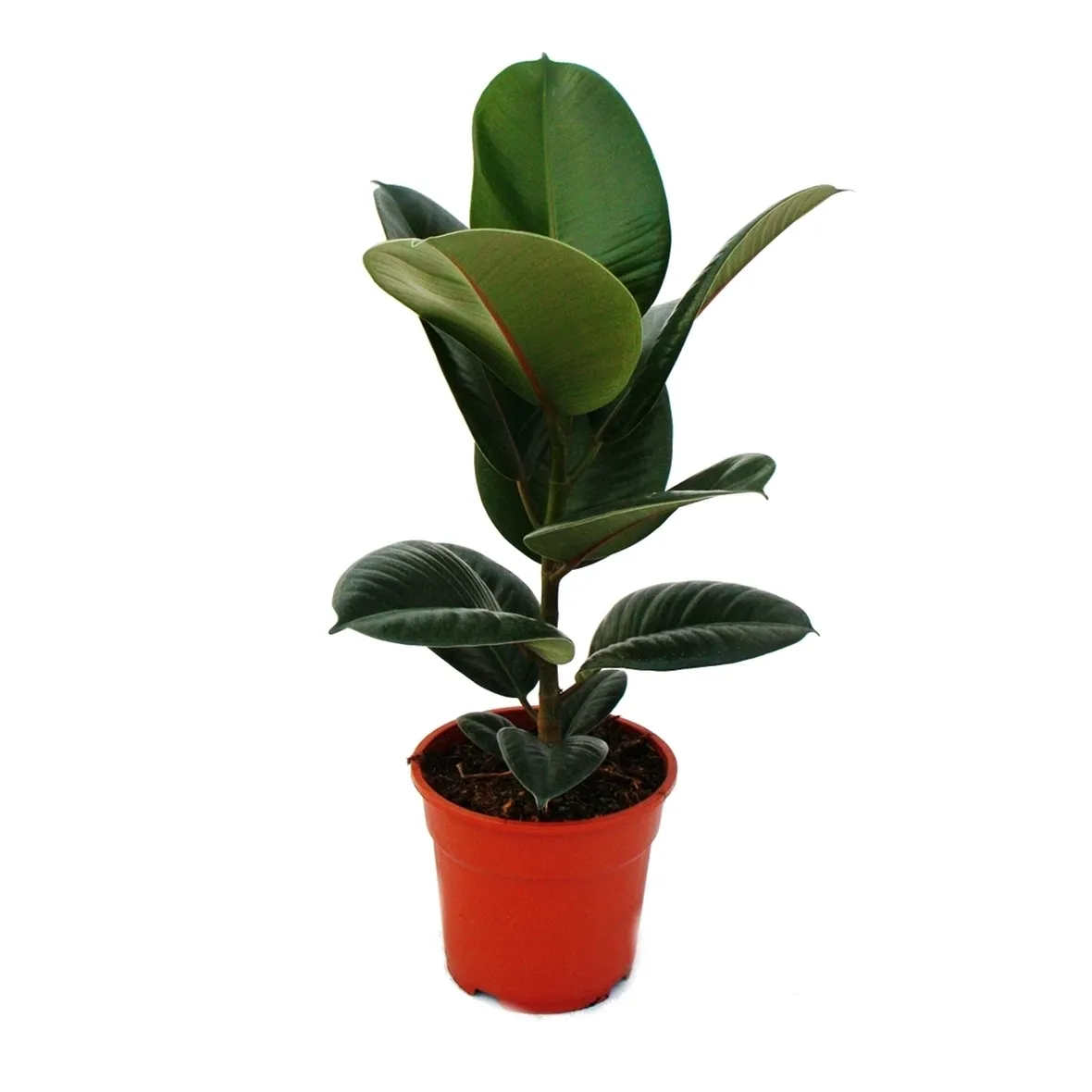talea del ficus elastica