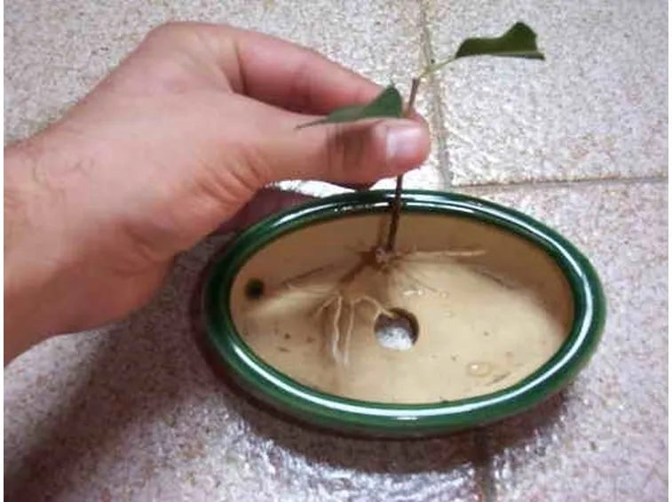 talea di ficus elastica-1