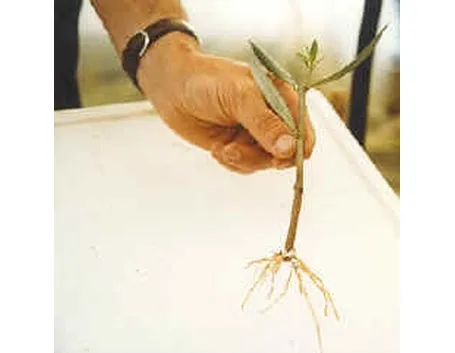 talea di ficus elastica-2