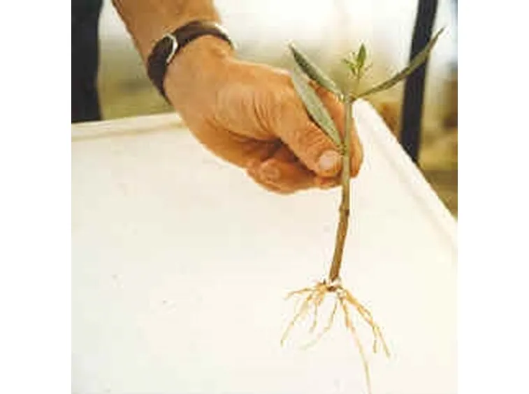 talea di ficus elastica-2