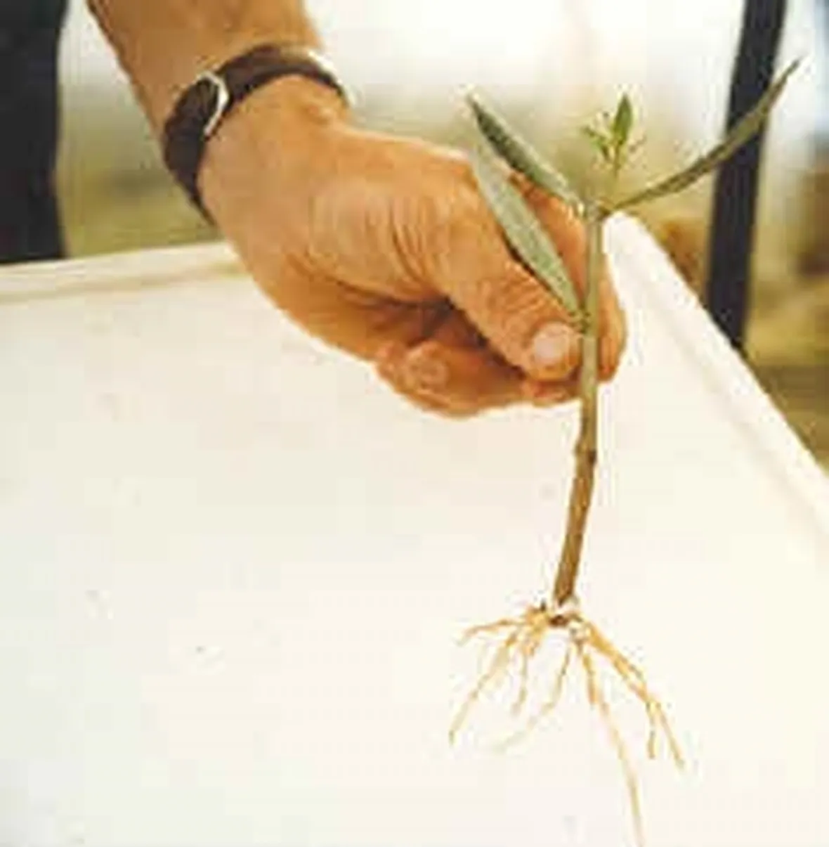 talea di ficus elastica-2
