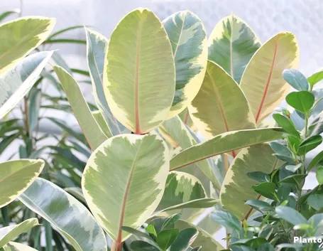 talea di ficus elastica-4