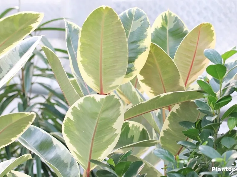 talea di ficus elastica-4