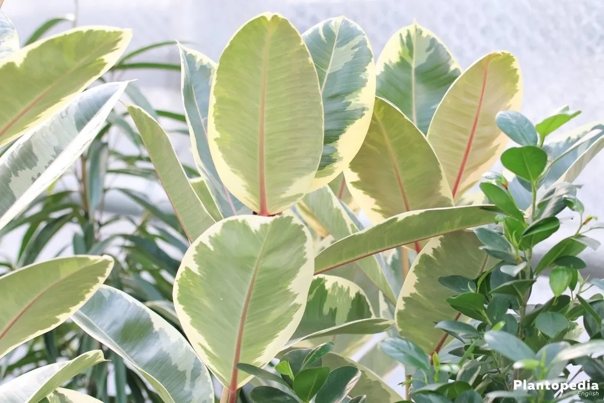 talea di ficus elastica-4