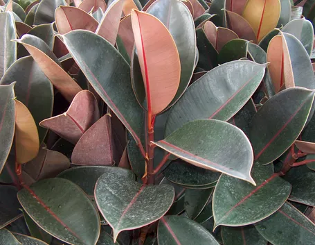 talea di ficus elastica-5
