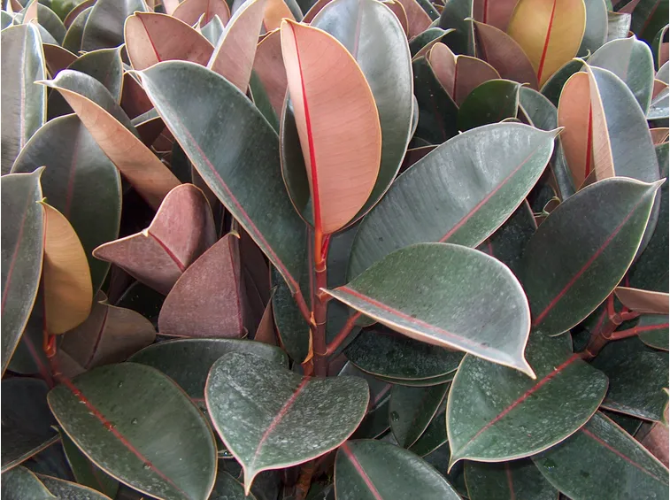 talea di ficus elastica-5
