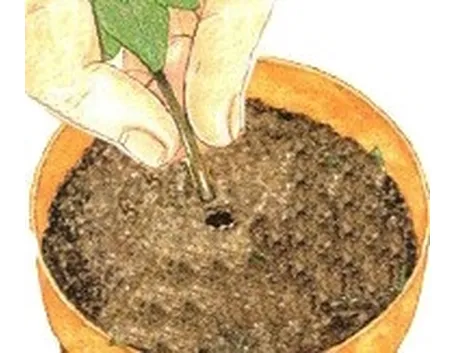 talea di ficus elastica